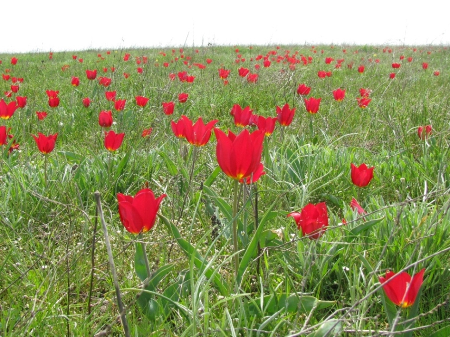 Изображение особи Tulipa suaveolens.