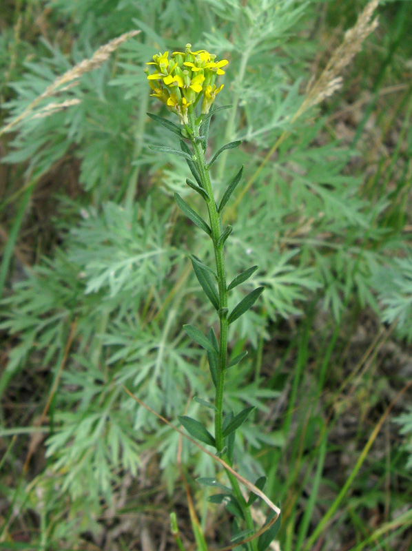 Изображение особи Erysimum hieraciifolium.