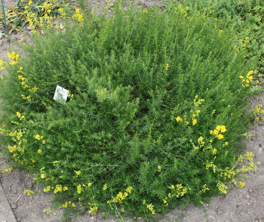 Image of Galium verum specimen.