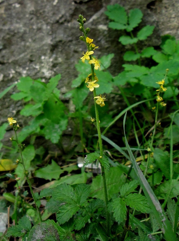 Изображение особи Agrimonia eupatoria.