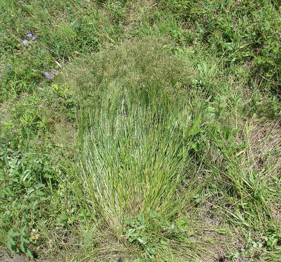 Image of Eremogone saxatilis specimen.