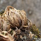 Selaginella tamariscina. Сухое растение на скальной породе. Приморский край, Уссурийский р-н, окр. с. Монакино. 09.11.2013.