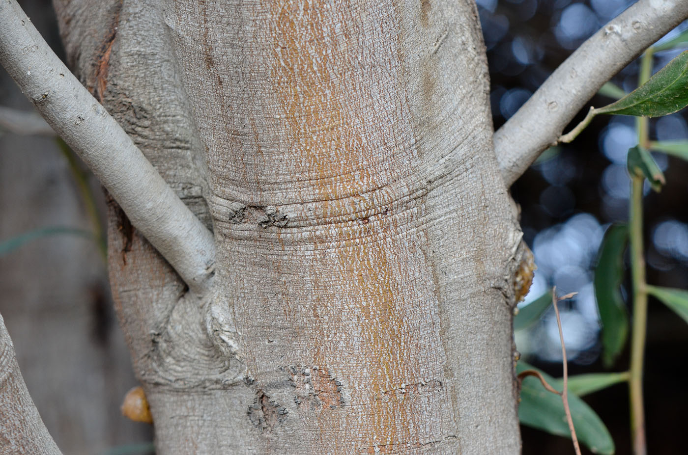 Image of Acacia saligna specimen.