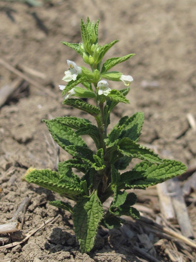 Image of Stachys annua specimen.