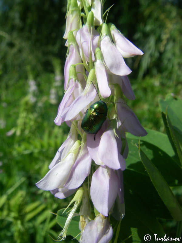 Изображение особи Galega officinalis.