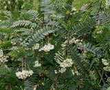 Sorbus koehneana