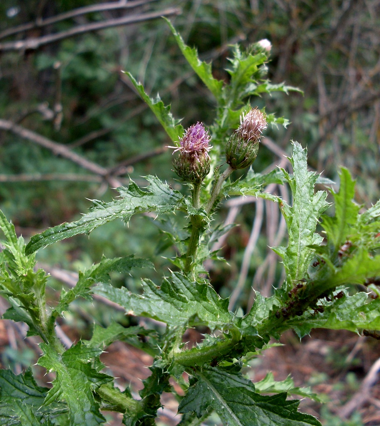 Изображение особи Carduus crispus.