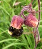 Geum rivale