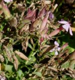 Saponaria ocymoides. Верхушки побегов с отцветающими соцветиями. Германия, г. Essen, Grugapark. 29.09.2013.