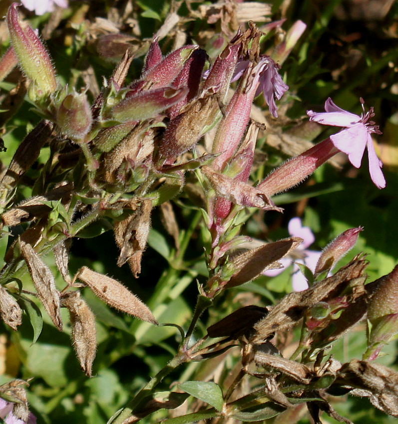 Изображение особи Saponaria ocymoides.