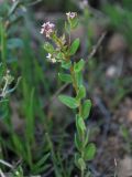 Aethionema carneum