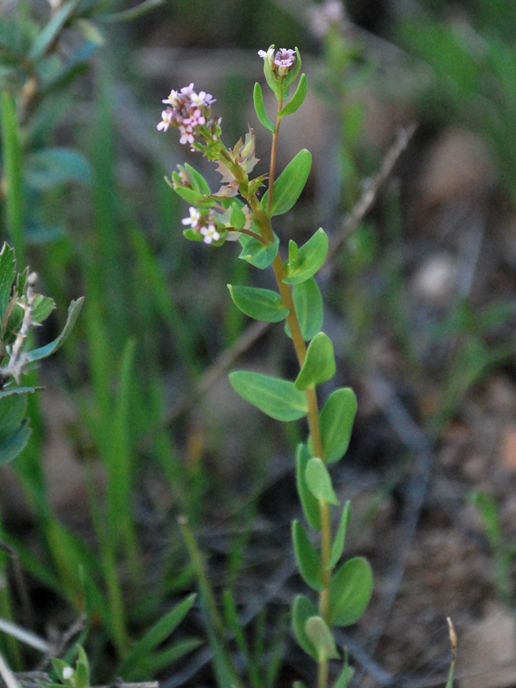 Изображение особи Aethionema carneum.