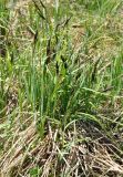 genus Carex. Цветущее растение. Армения, Вайоц Дзор, окр. монастыря Спитакавор. 02.05.2013.