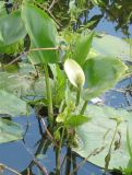 Calla palustris