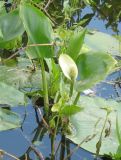 Calla palustris. Цветущее растение в медленно-текущем водоеме. Нидерланды, окрестности Гронингена. Июнь 2006 г.