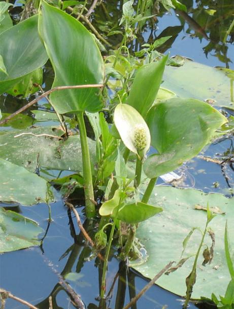 Изображение особи Calla palustris.