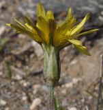 Scorzonera crocifolia