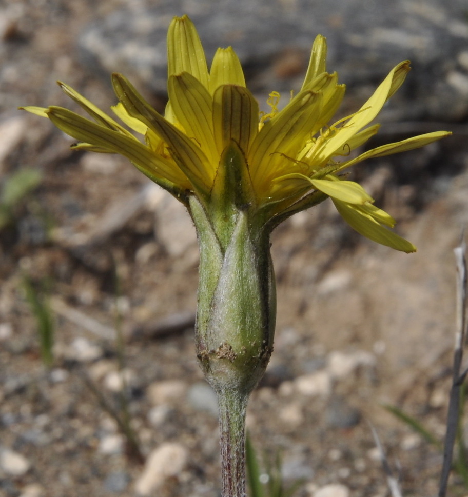 Image of Scorzonera crocifolia specimen.
