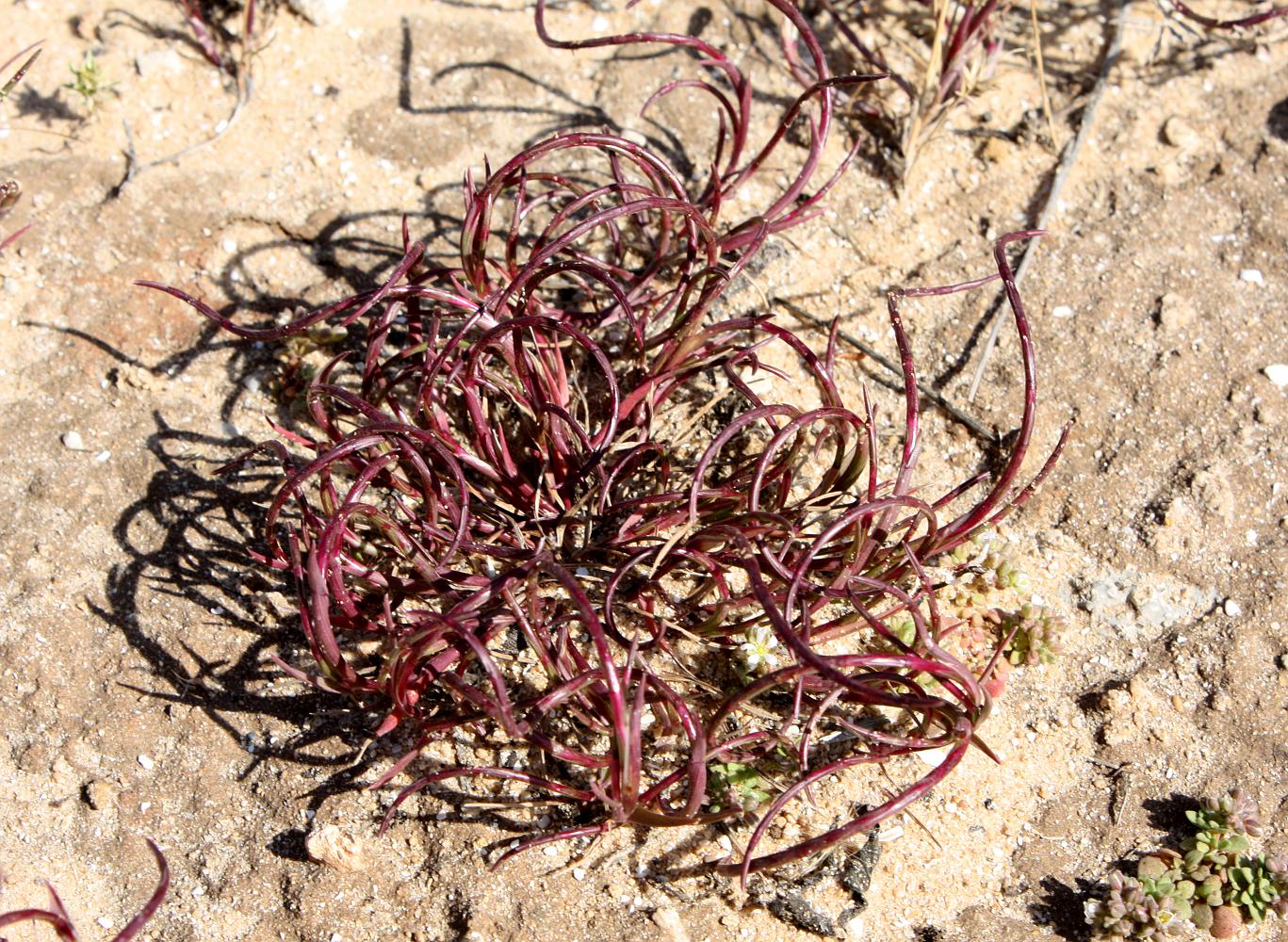 Image of Parapholis marginata specimen.