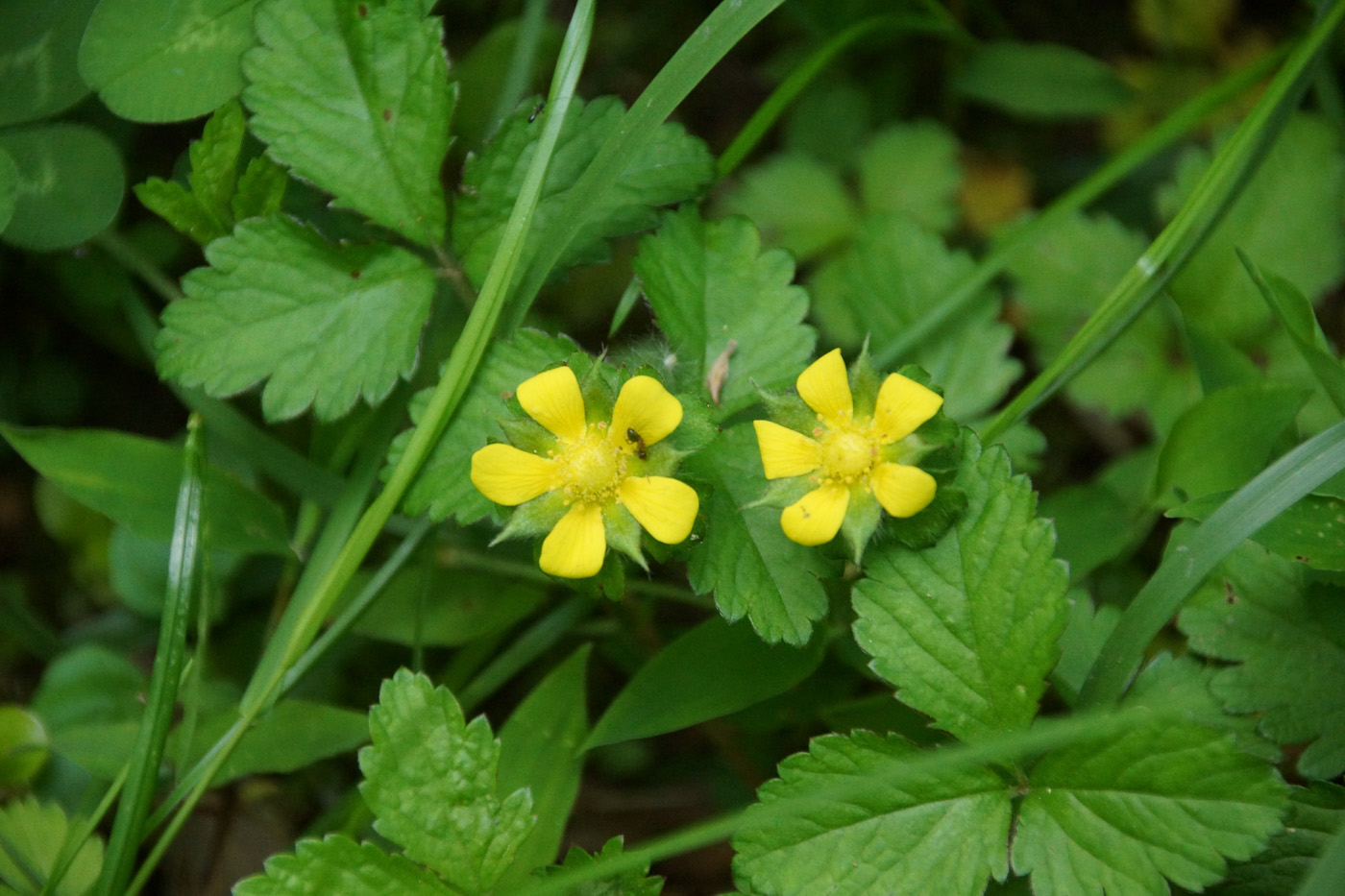 Изображение особи Duchesnea indica.