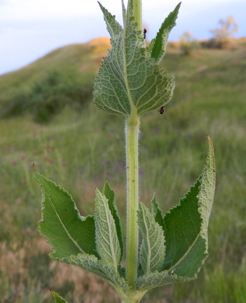 Image of Salvia tesquicola specimen.