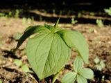 Paris quadrifolia