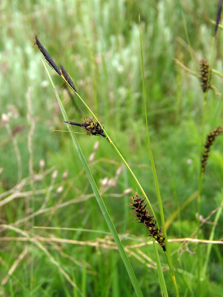 Изображение особи Carex melanostachya.