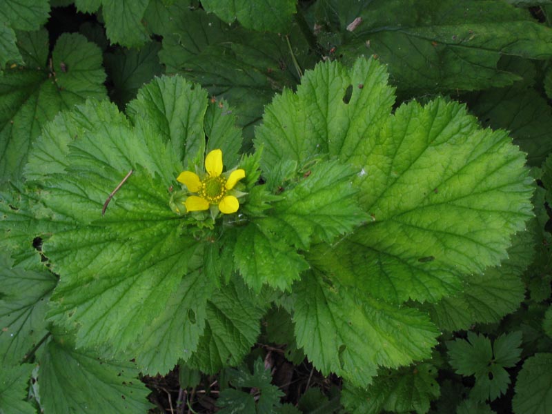 Image of Geum macrophyllum specimen.