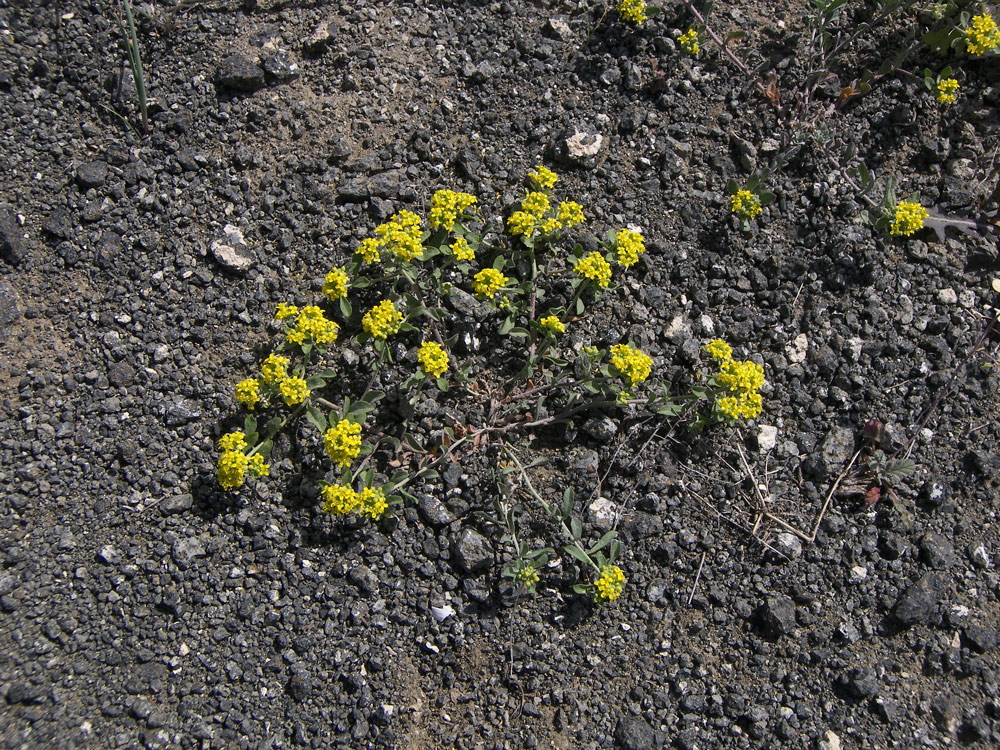 Изображение особи Odontarrhena gehamensis.