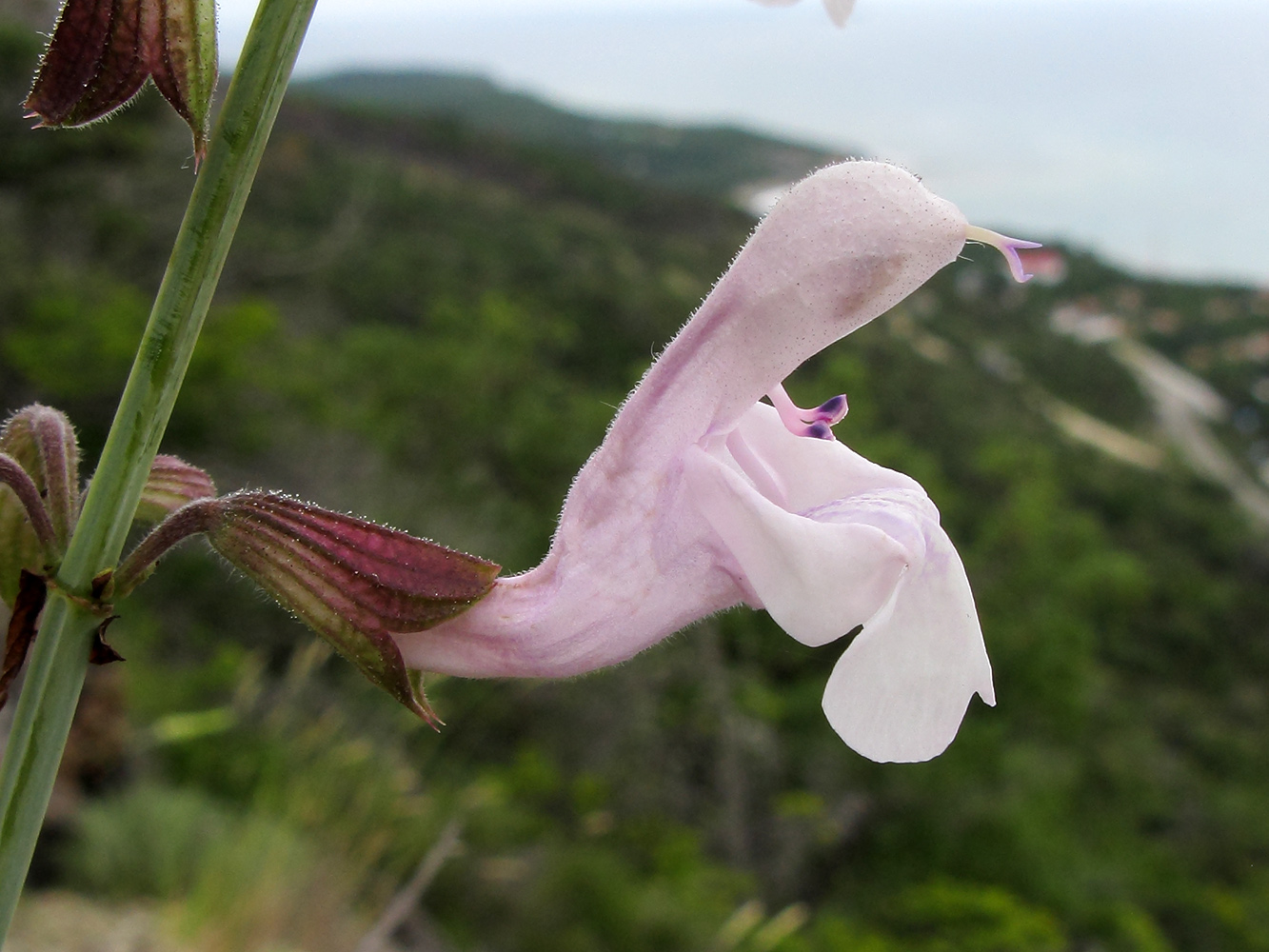 Image of Salvia ringens specimen.