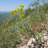 Euphorbia petrophila