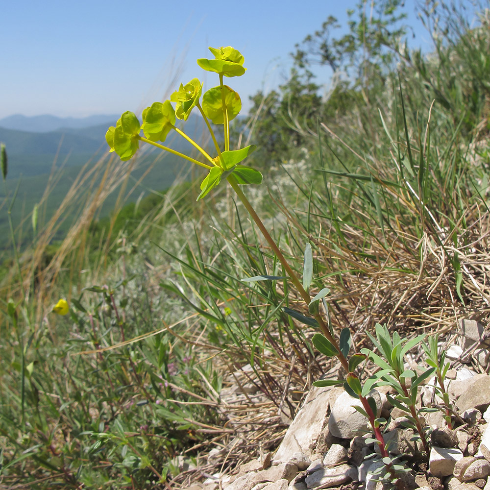 Image of Euphorbia petrophila specimen.