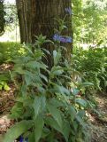 Centaurea triumfettii. Цветущие растения. Украина, Львовская обл., Дрогобычский р-н, г. Трускавец, Центральный парк Адамовка. 14.06.2014.