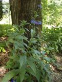 Centaurea triumfettii