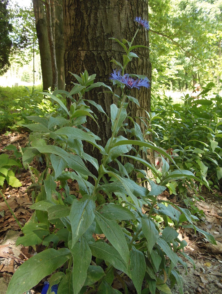 Image of Centaurea triumfettii specimen.