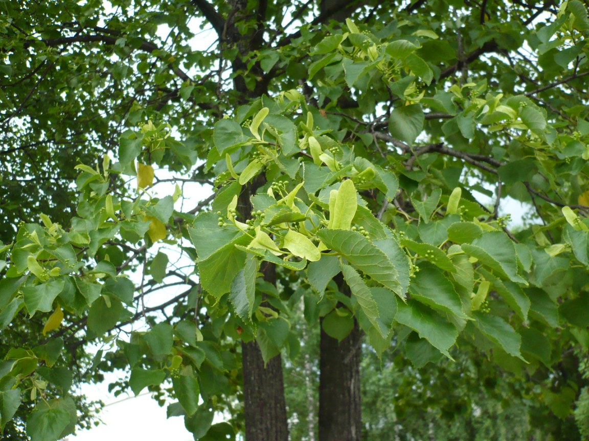 Изображение особи Tilia sibirica.