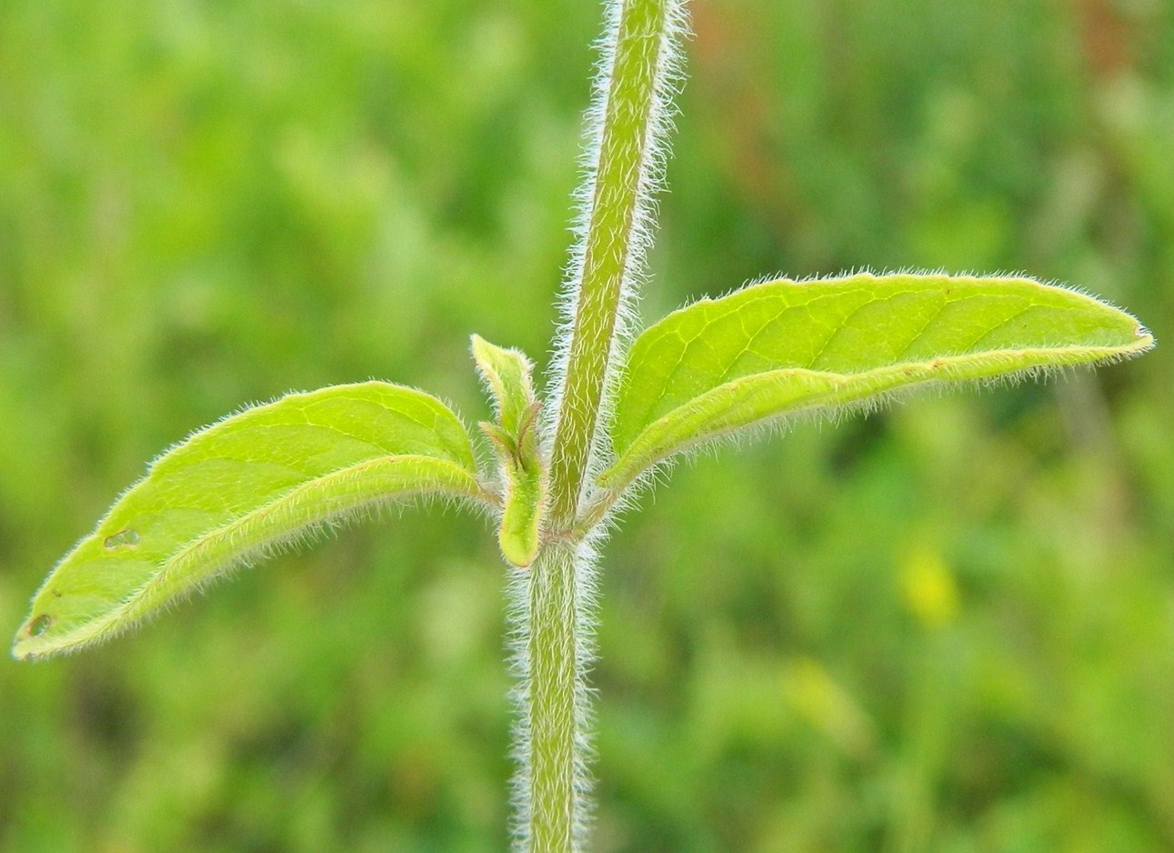 Изображение особи Clinopodium vulgare.