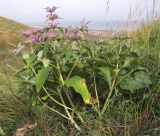 Phlomis taurica