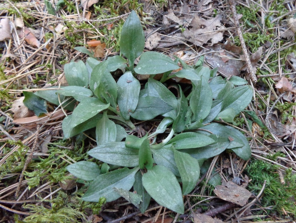 Изображение особи Goodyera repens.