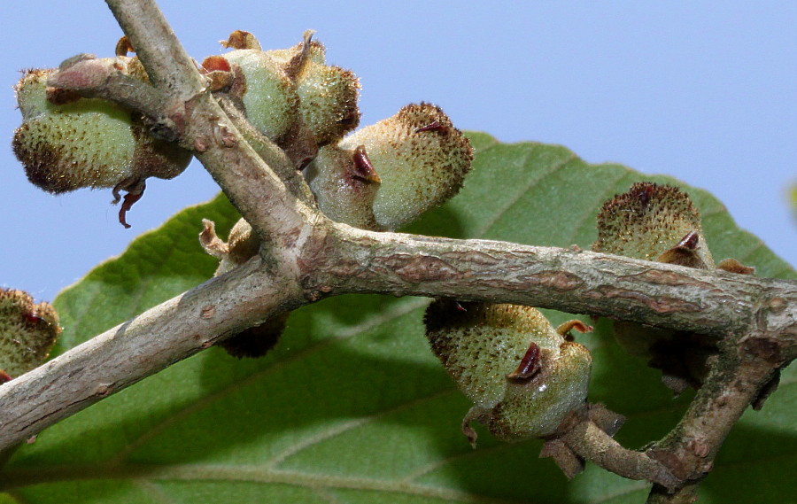 Изображение особи Hamamelis mollis.