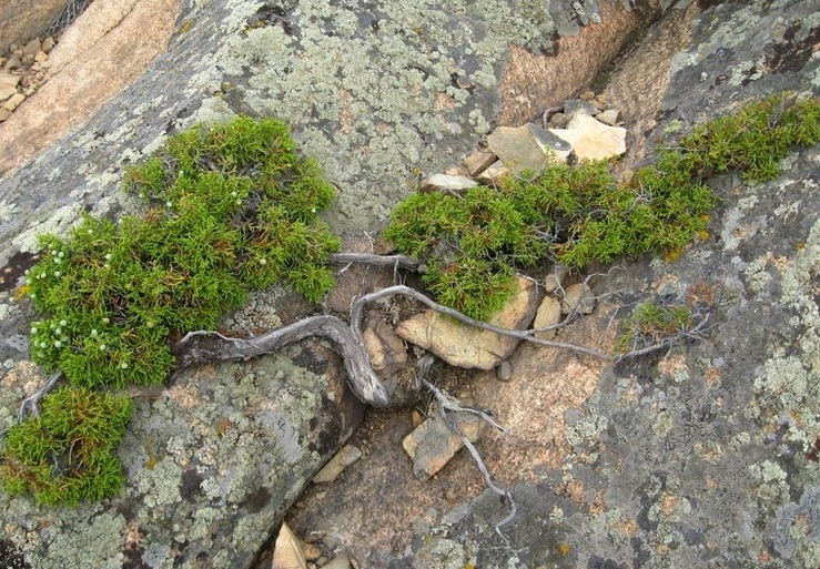Image of Juniperus sabina specimen.