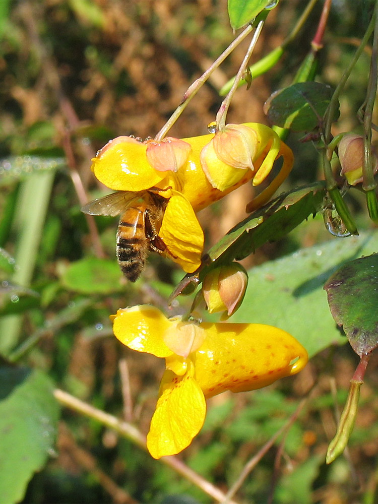 Изображение особи Impatiens capensis.