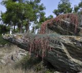 Ephedra foeminea