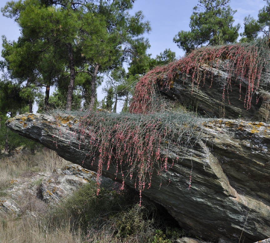 Image of Ephedra foeminea specimen.