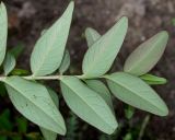 Hypericum hookerianum