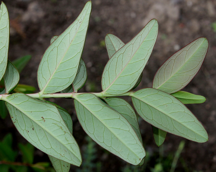 Изображение особи Hypericum hookerianum.