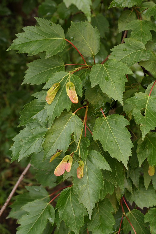 Image of Acer ginnala specimen.