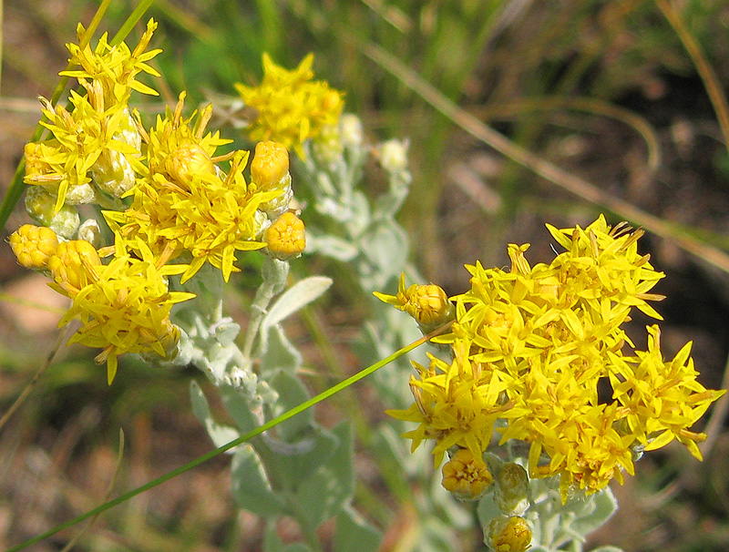 Image of Galatella villosa specimen.