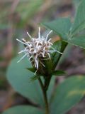 Atractylodes ovata