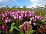 Phyllodoce caerulea. Цветущие растения. Камчатский край, Елизовский район, подножье Авачинского вулкана, каменистые склоны, горная тундра, 950 м н.у.м.